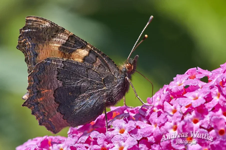 AK3_2848_C1.webp