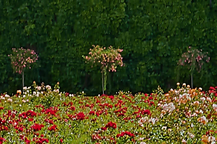 MirabellRosengarten,Bäumen1856#1CLFINFINFINENDVERSIONOPTIMALDENOISEFIN_720x479.webp