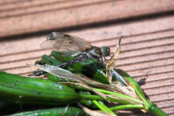IMG09695-c.jpg