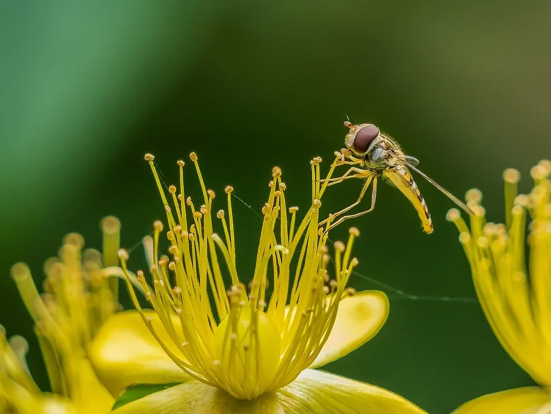 2019 Garten forumP7100162-Bearbeitet.webp