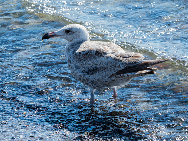 Prerow 19_274.jpg