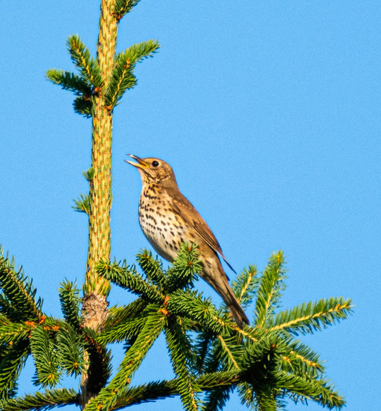 Garten Juni 19_185.jpg