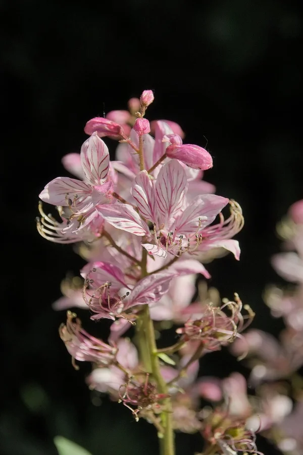 IMG08457-a.webp
