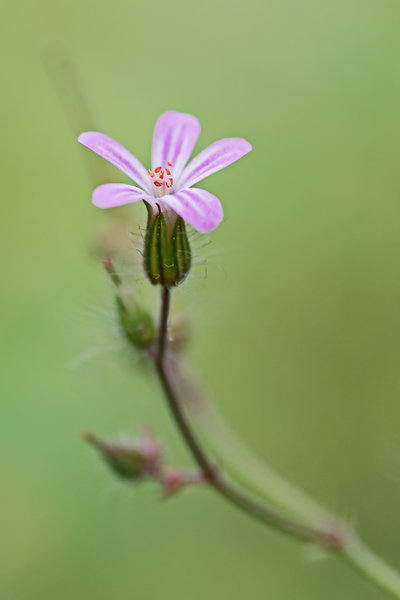 IMGP6610-1.jpg