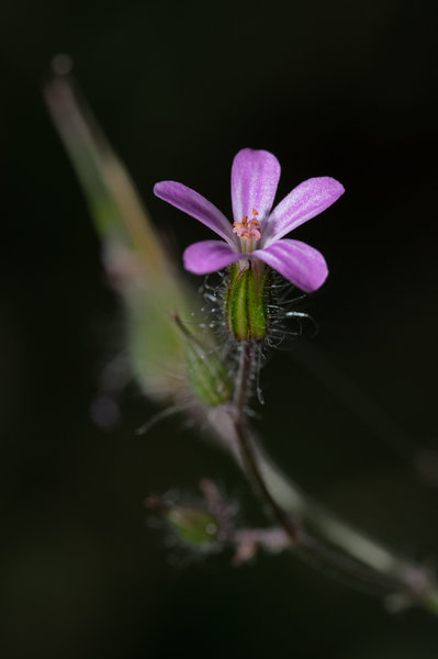 IMGP6628-1.jpg