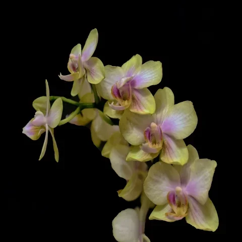 OrchideenzweigQUADRATSL240FINTMPENDVERSION_480x480.webp