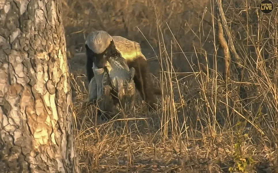 safarilive screenshotScreenshot_2019-07-20 safariLIVE II.webp