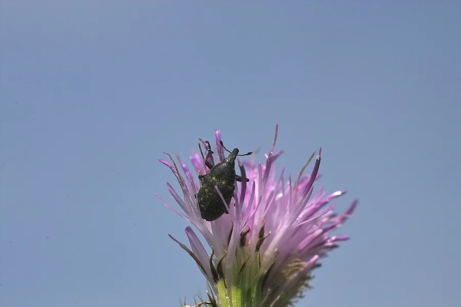IMG10399-a.jpg