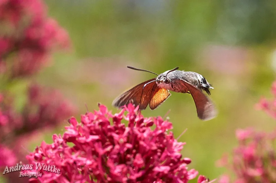 AK3_2704_C1.webp
