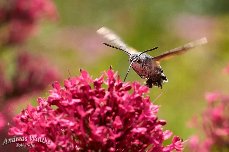 AK3_2705_C1.webp
