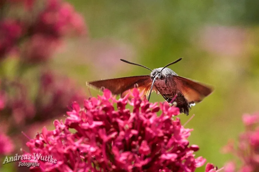AK3_2706_C1.webp