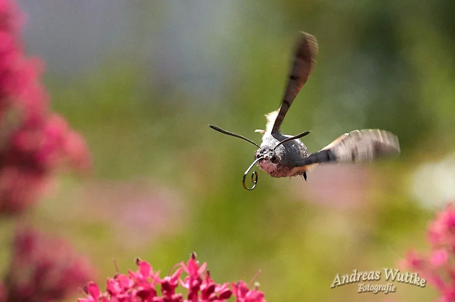 AK3_2707_C1.webp