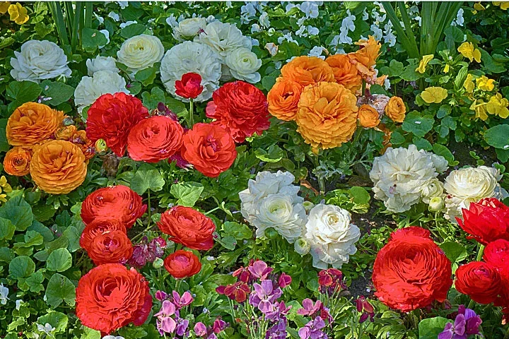 BlumenwiesediverseSL2490FINFINFINTMPFIN_720x480.webp