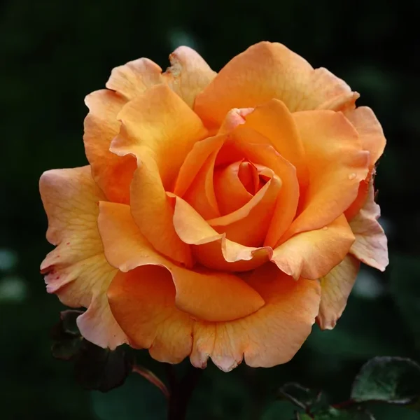 RoseCognacfarbenerblühtZentrumRXIIIFINMIKOQUADRATKLEIN.webp