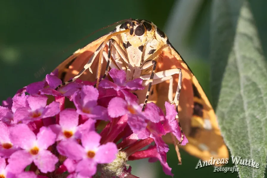 AK1_4032_C1.webp