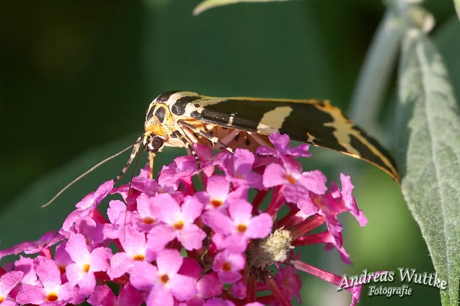 AK1_4036_C1.webp