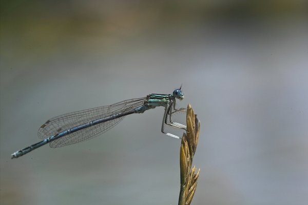 IMG11087-a.jpg