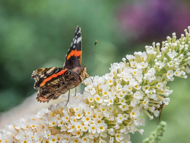 Garten 290719 forumP7290526-Bearbeitet.webp Garten 290719 forumP7290526-Bearbeitet.webp
