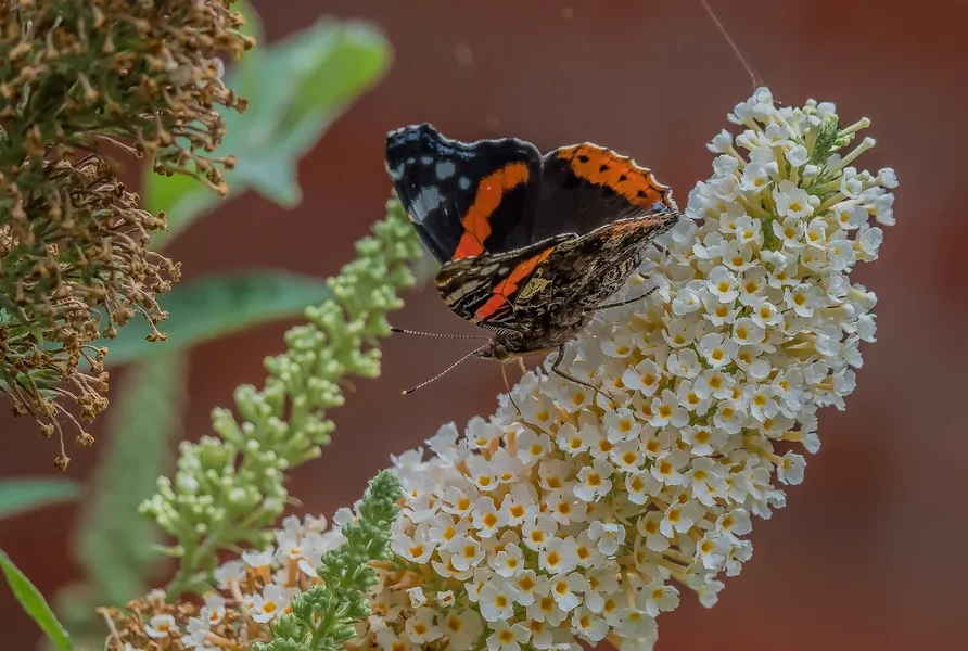 Garten 290719 forumP7290551-Bearbeitet.webp Garten 290719 forumP7290551-Bearbeitet.webp