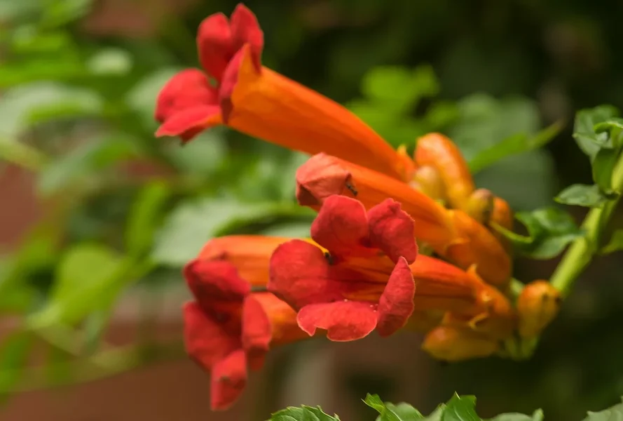 Garten 290719 forumIMGP6171-Bearbeitet.webp Garten 290719 forumIMGP6171-Bearbeitet.webp