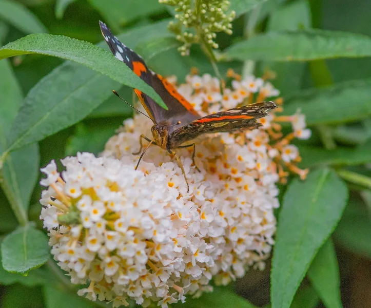 Garten 290719 forumIMGP6160-Bearbeitet.webp Garten 290719 forumIMGP6160-Bearbeitet.webp