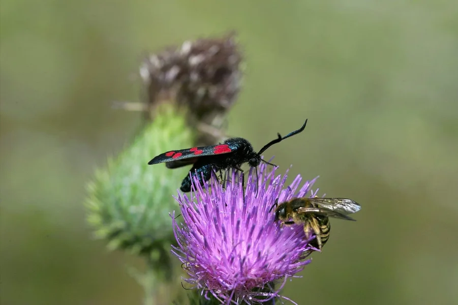 IMG11188-a.webp