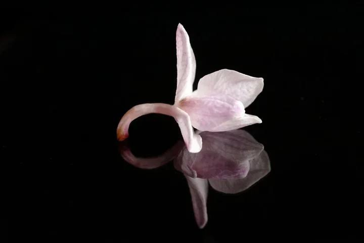 Orchiddrinkingswan#1CLL60MacFINFINFINRECHTECKAUTOKL.webp