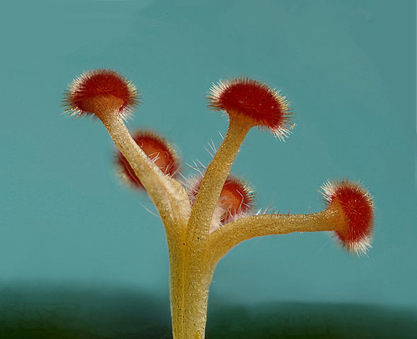 HibiscusBäumchenSTACK4BilderSLMPE65FINBEARBENDVERSIONFINNONFORMATDENOISEKL.jpg