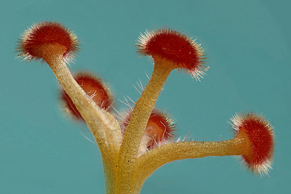HibiscusBäumchenSTACK4BilderSLMPE65FINBEARBENDVERSIONFINCROPNURBLAUENDVERSIONENGCROPDENOISEKL.jpg