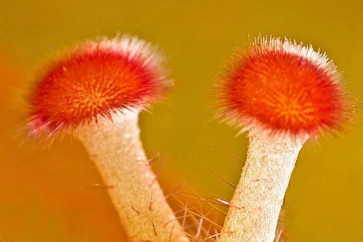 HibiscusStaubgefDet4SLMPE65FINENDVARIANTECTOP2KL.webp