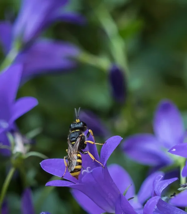 Garten 290719 forumP8010555.webp Garten 290719 forumP8010555.webp