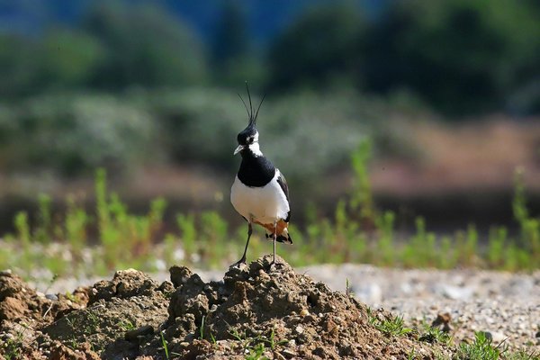 IMG08644-x.jpg IMG08644-x.jpg