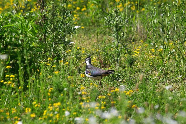 IMG08657-a.jpg IMG08657-a.jpg