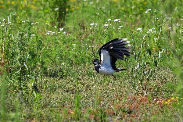 IMG08662-a.jpg IMG08662-a.jpg