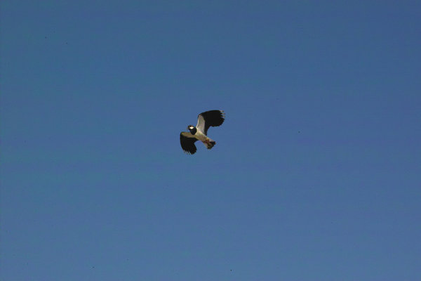 IMG08647.jpg IMG08647.jpg