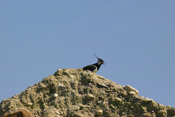 IMG08678.jpg IMG08678.jpg