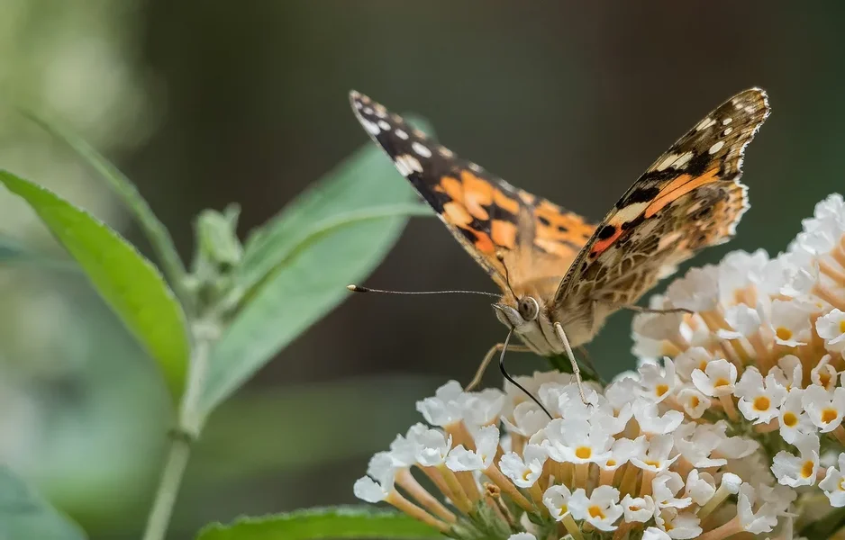 Garten 290719 forumP8050718-Bearbeitet.webp Garten 290719 forumP8050718-Bearbeitet.webp