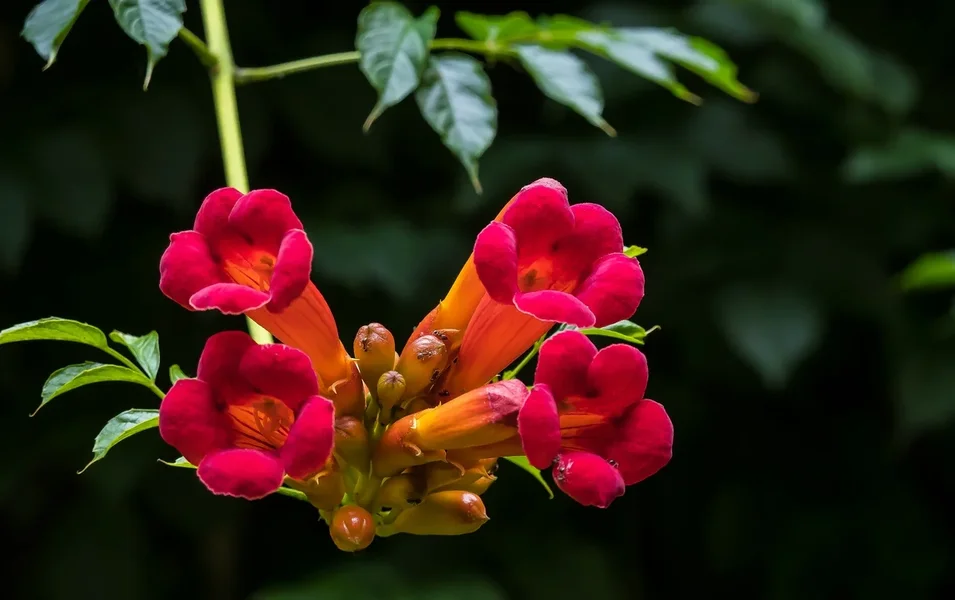 Garten 290719 forumP8050752-Bearbeitet.webp Garten 290719 forumP8050752-Bearbeitet.webp