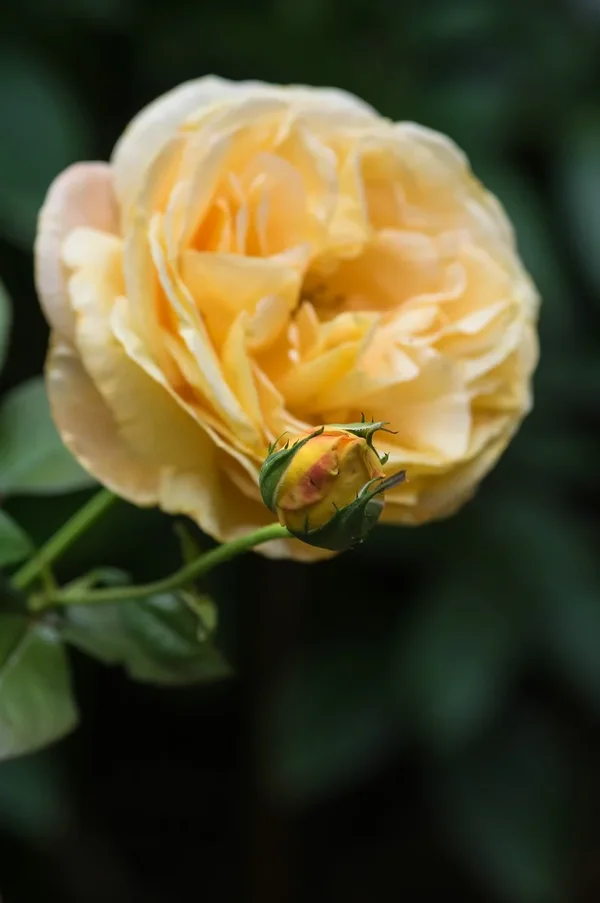 Garten 290719 forumIMGP6188.webp Garten 290719 forumIMGP6188.webp