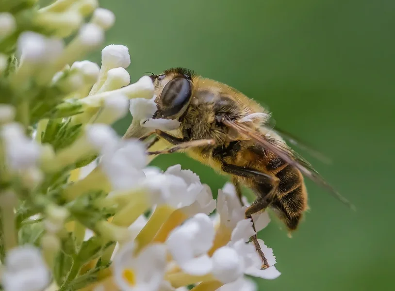 Garten 290719 forumIMGP6328-Bearbeitet.webp Garten 290719 forumIMGP6328-Bearbeitet.webp
