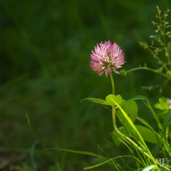 20190717-_IGP6396-3.webp