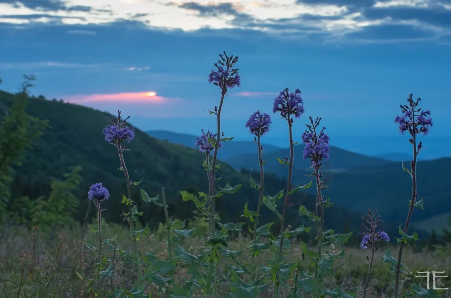 20190711-_IGP5873.webp