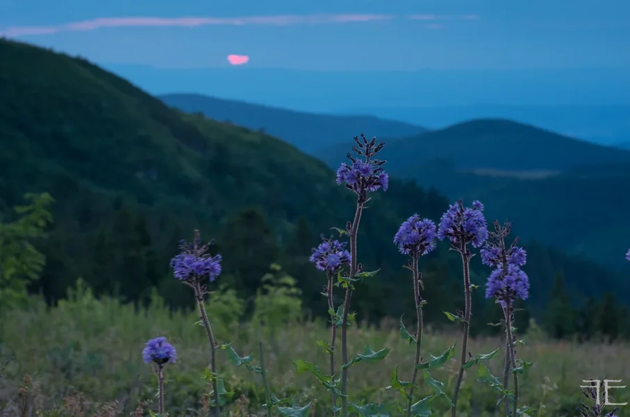 20190711-_IGP5884.webp