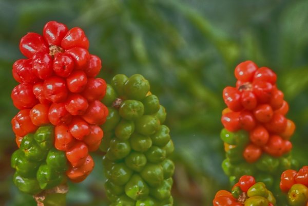 RoteundgründeBeerenrispenCL9020FINMANBEFIN_719x480.jpg