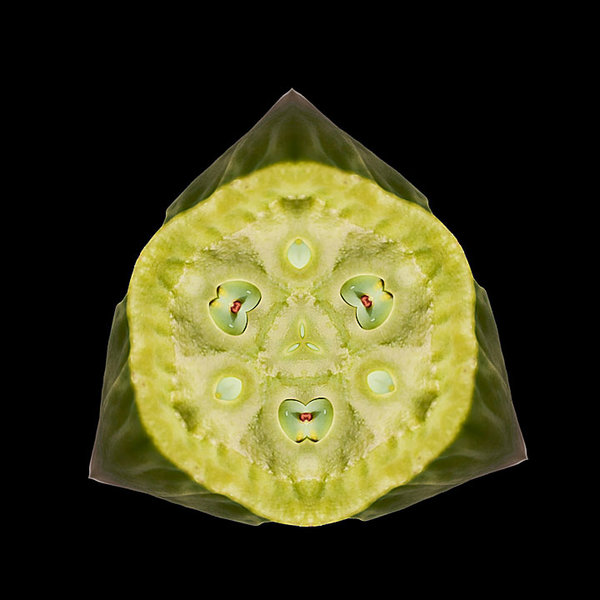 LotusAugenGROSSHGGrauCL90280FINFANTASSECRETOBSERVERQUADRATMIKOHELL.jpg