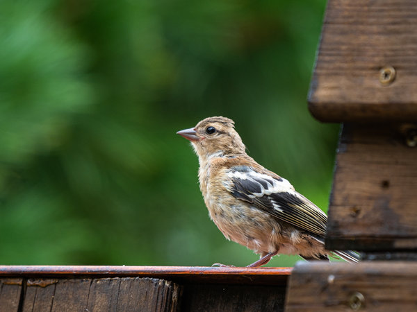 Vögel August 19_238.jpg