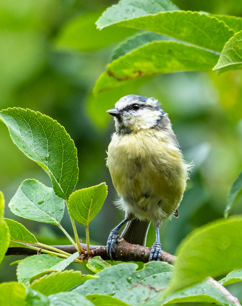 Vögel August 19_368.jpg