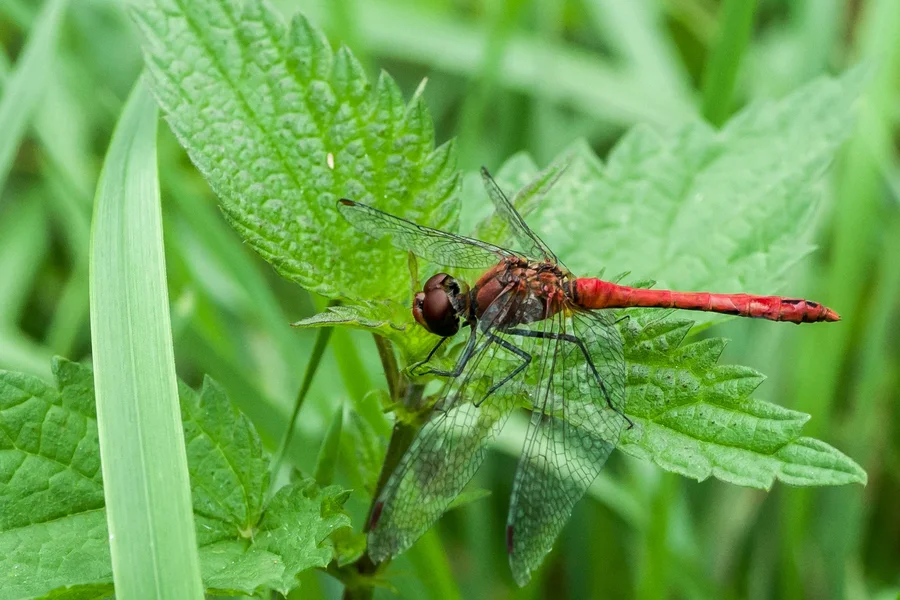 _IMG6081 17. August 2019 Poppenwind.webp