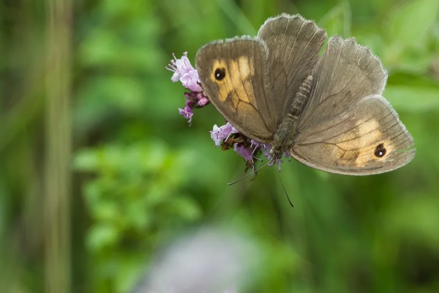 _IMG5651 03. August 2019 Melkendorf.webp