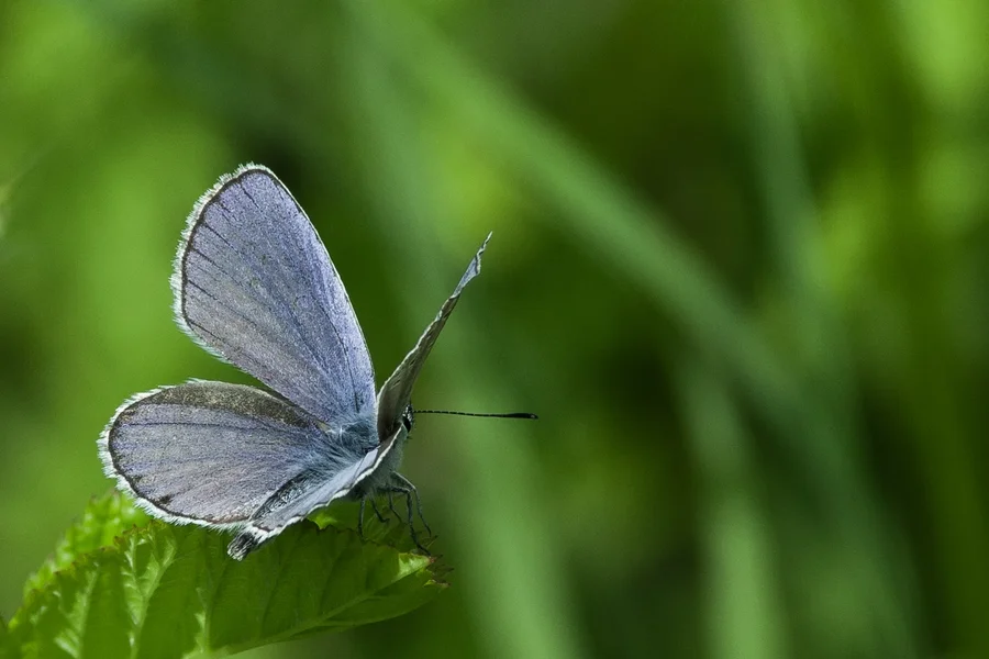 _IMG5656 03. August 2019 Melkendorf.webp